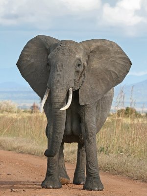 An African elephant in Tanzania ... the extinction process begins earlier than scientists previously understood. (Image: Wikipedia Commons)